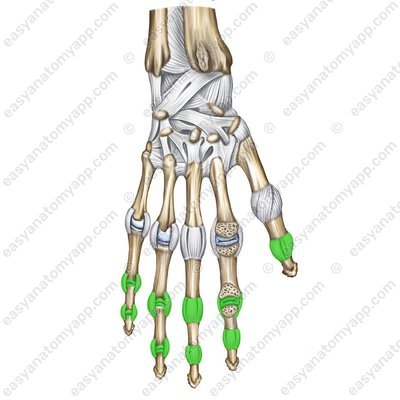 Interphalangeal joints – back surface (artt. interphalangeae)